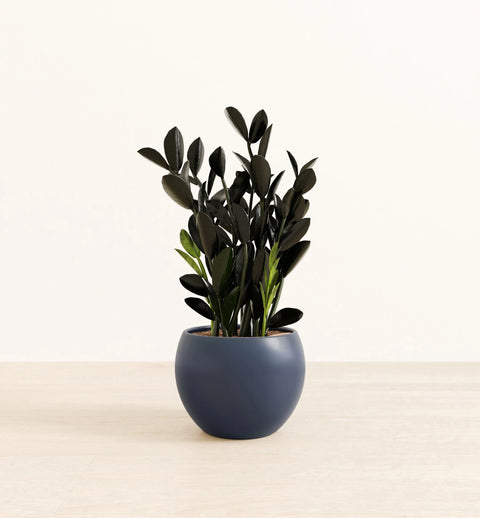 Zamioculcas Zamiifolia - Raven