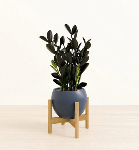 Zamioculcas Zamiifolia - Raven