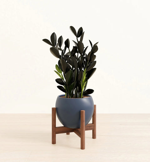 Zamioculcas Zamiifolia - Raven