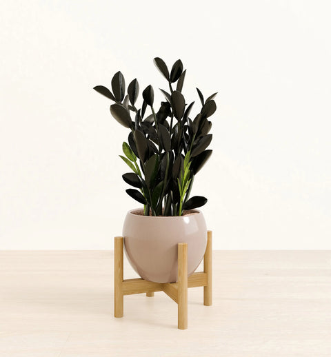 Zamioculcas Zamiifolia - Raven