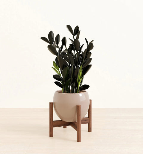 Zamioculcas Zamiifolia - Raven