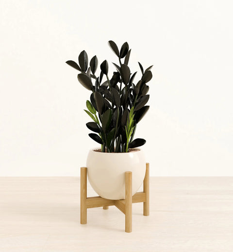 Zamioculcas Zamiifolia - Raven