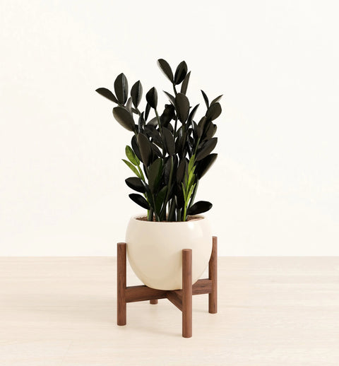Zamioculcas Zamiifolia - Raven