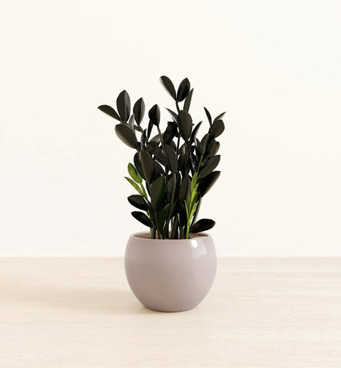 Zamioculcas Zamiifolia - Raven