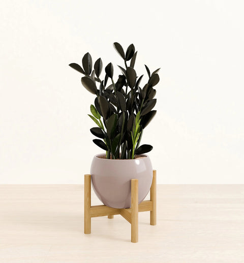 Zamioculcas Zamiifolia - Raven