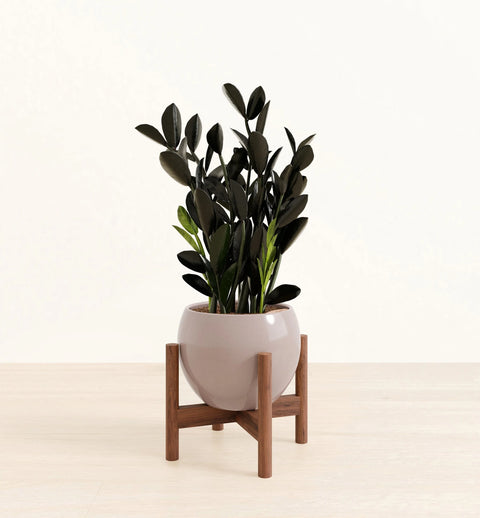 Zamioculcas Zamiifolia - Raven