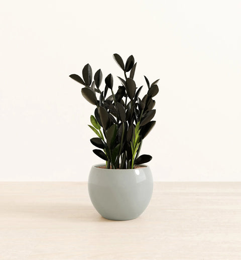 Zamioculcas Zamiifolia - Raven