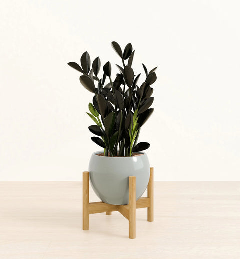 Zamioculcas Zamiifolia - Raven