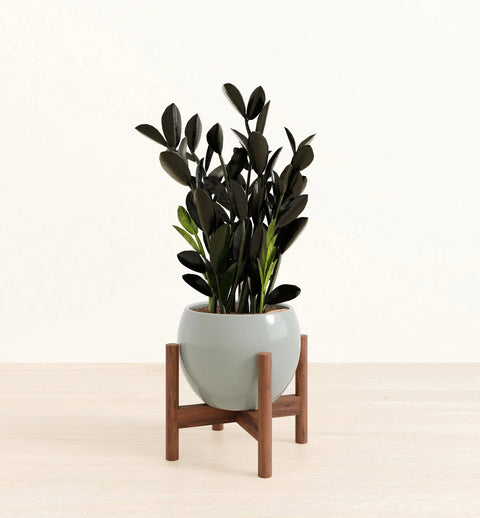 Zamioculcas Zamiifolia - Raven