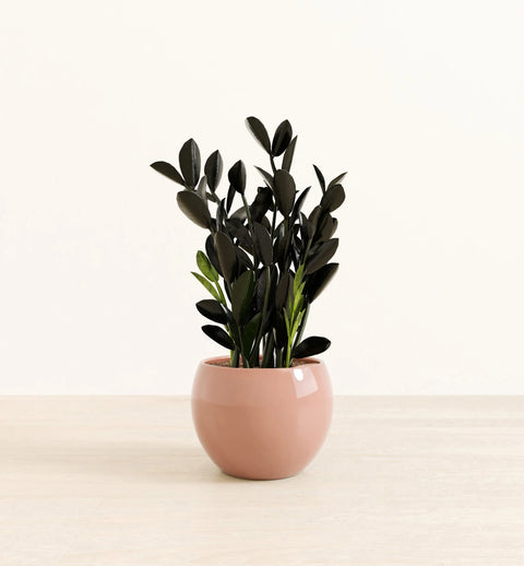 Zamioculcas Zamiifolia - Raven