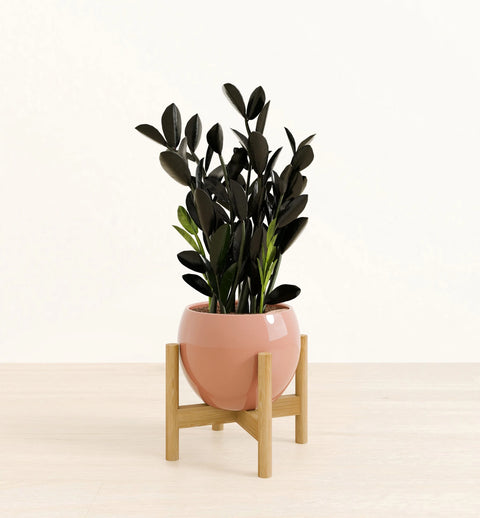 Zamioculcas Zamiifolia - Raven