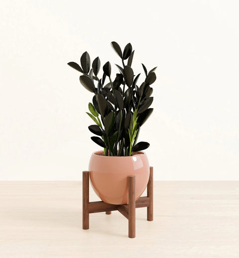 Zamioculcas Zamiifolia - Raven