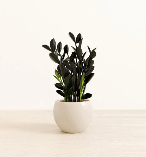 Zamioculcas Zamiifolia - Raven