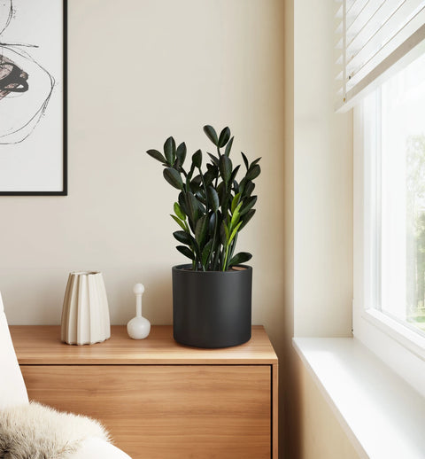 Zamioculcas Zamiifolia - Raven