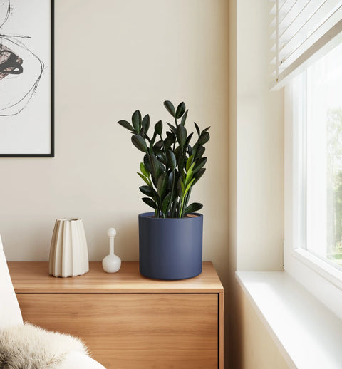 Zamioculcas Zamiifolia - Raven