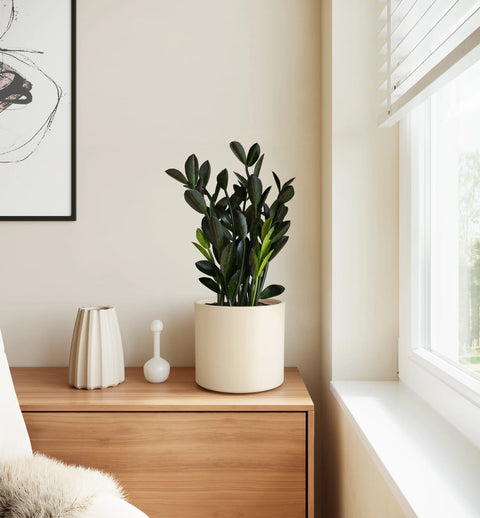 Zamioculcas Zamiifolia - Raven