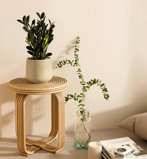 Zamioculcas Zamiifolia - Raven