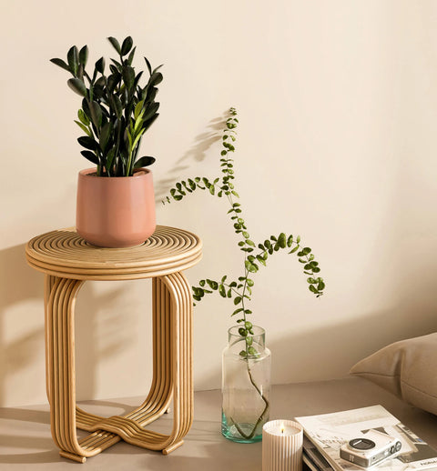 Zamioculcas Zamiifolia - Raven