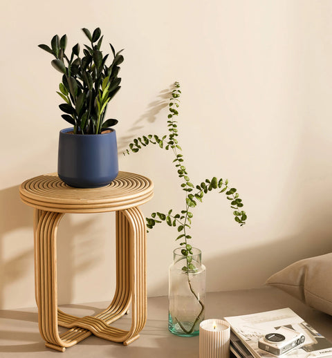 Zamioculcas Zamiifolia - Raven