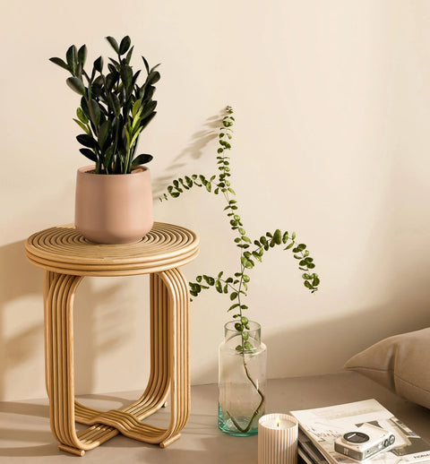 Zamioculcas Zamiifolia - Raven