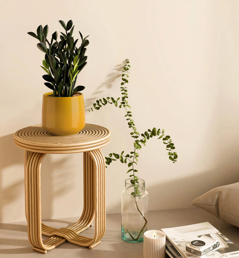 Zamioculcas Zamiifolia - Raven
