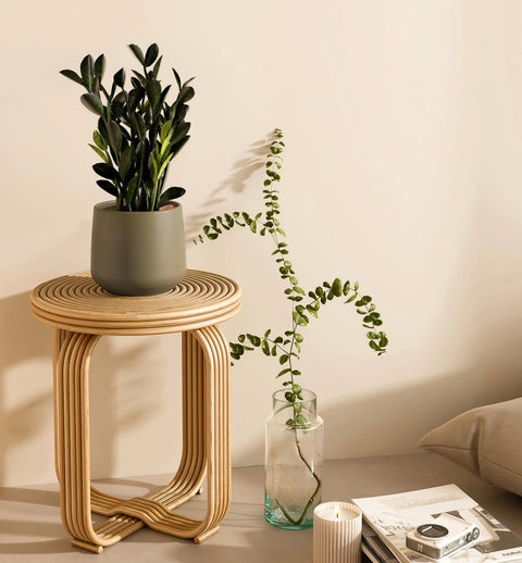 Zamioculcas Zamiifolia - Raven