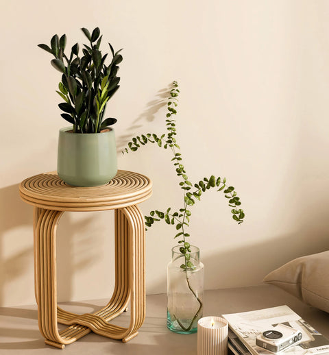 Zamioculcas Zamiifolia - Raven