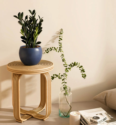 Zamioculcas Zamiifolia - Raven