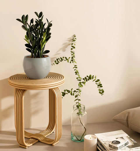 Zamioculcas Zamiifolia - Raven