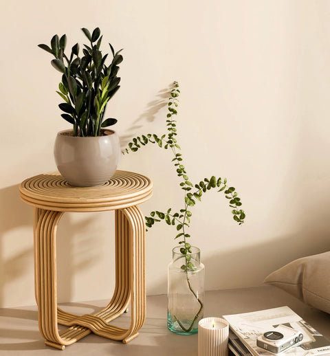 Zamioculcas Zamiifolia - Raven