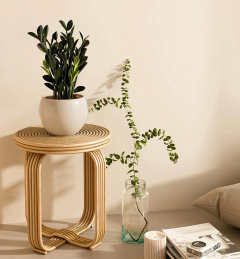 Zamioculcas Zamiifolia - Raven