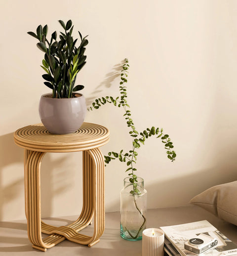 Zamioculcas Zamiifolia - Raven