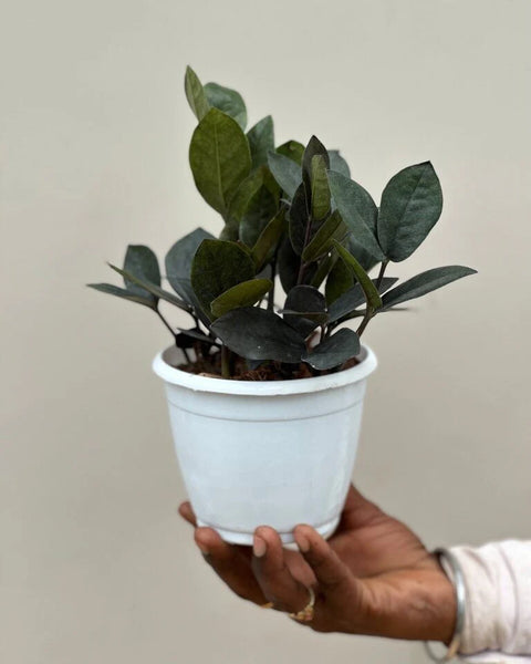 Zamioculcas Zamiifolia - Raven