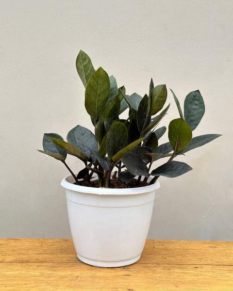 Zamioculcas Zamiifolia - Raven