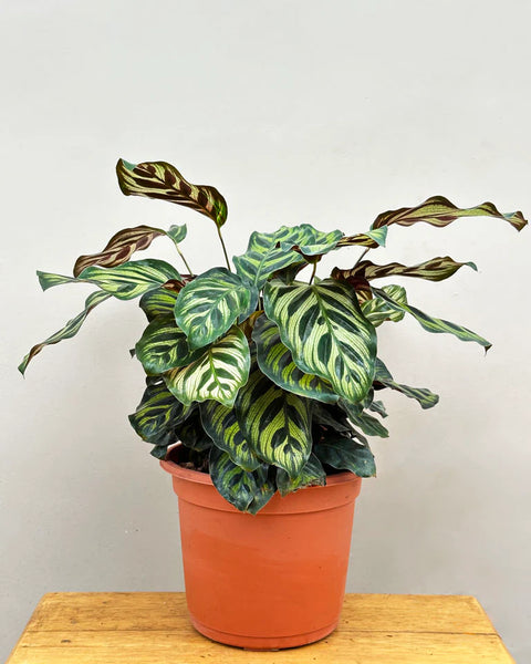 Calathea Makoyana