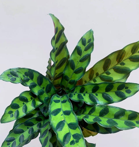 Calathea Rattlesnake