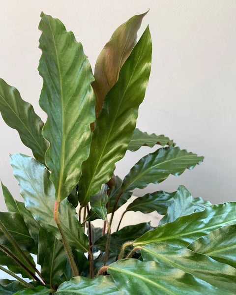 Calathea Rufibarba