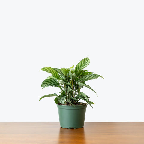 Calathea Freddie