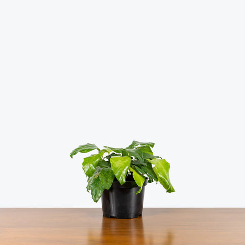 Calathea Musiaca