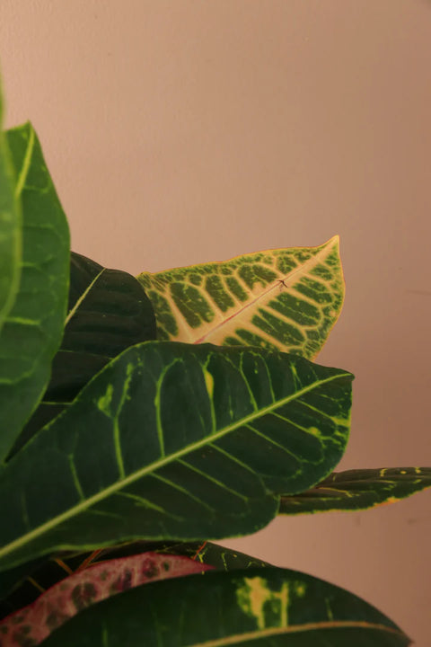 Croton Petra