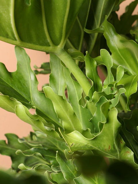 Philodendron Selloum Green
