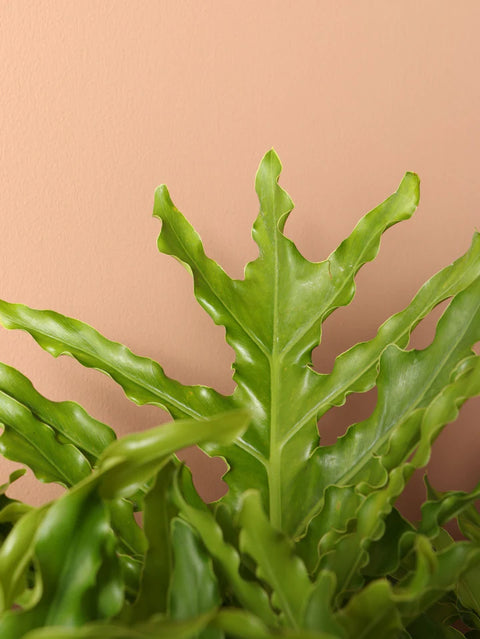 Philodendron Selloum Green