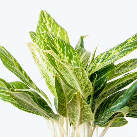 Aglaonema Commutatum - Golden Madonna
