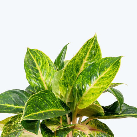 Aglaonema Commutatum - Green Papaya