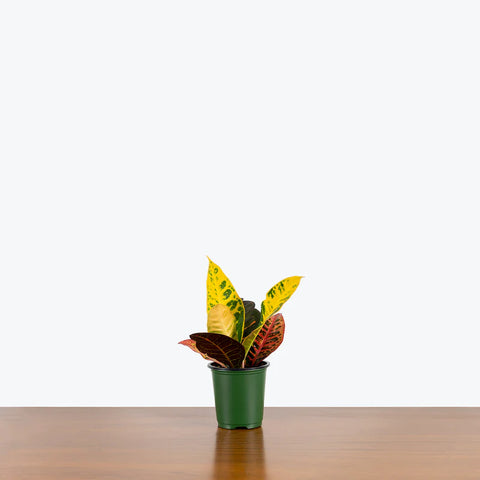 Croton Petra