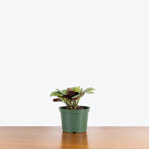 Calathea Burle Marxi