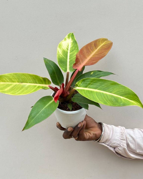 Philodendron Prince of Orange