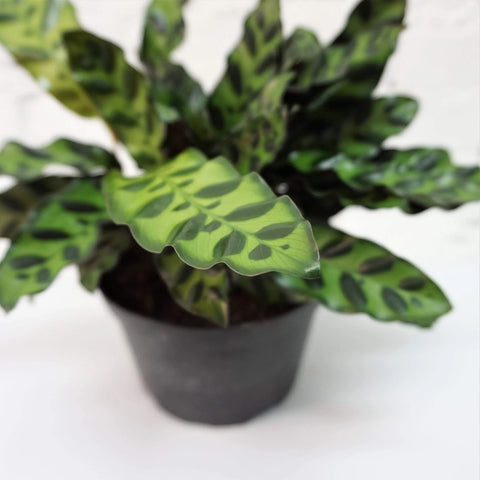 Calathea Rattlesnake