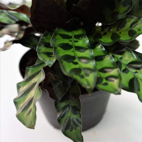 Calathea Rattlesnake