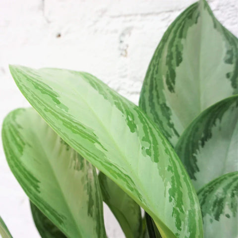 Aglaonema Commutatum - Silver Bay